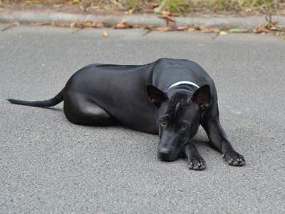 Thai ridgeback