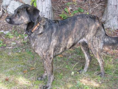 Treeing Tennessee Brindle