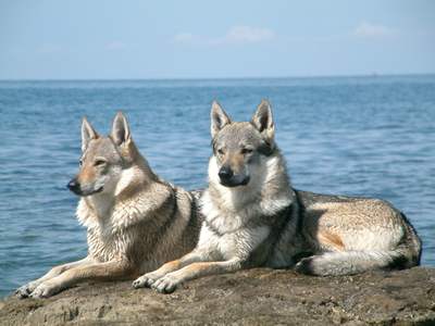 Tsjechoslowaakse Wolfhond