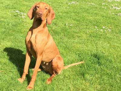 Vizsla korthaar