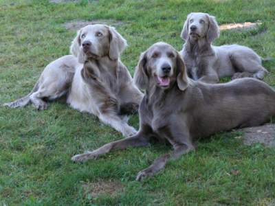 Weimaraner Langharig