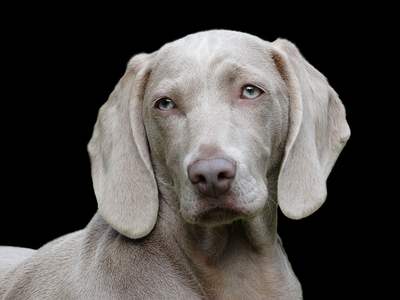 Weimaraner