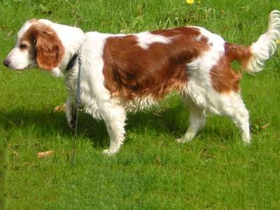 Welsh Springer Spaniel