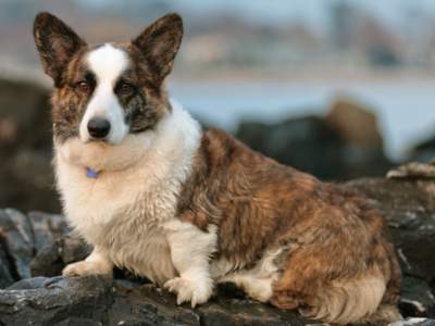 Welsh Corgi Cardigan