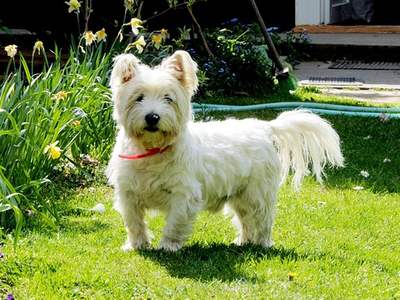 West Highland White Terriër