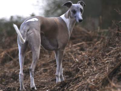 Whippet