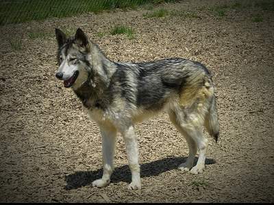 Wolfhond (Hybride wolf)