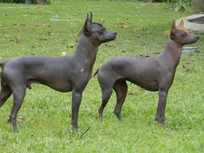 Xoloitzcuintly (Mexicaanse naakthond)