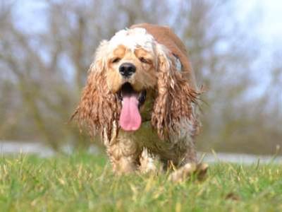 Amerikaanse Cocker Spaniel