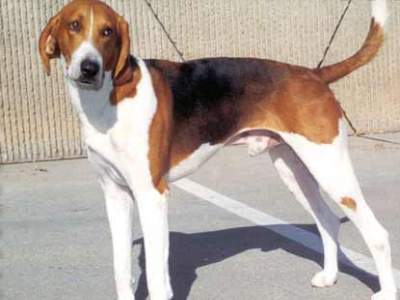 Amerikaanse Foxhound