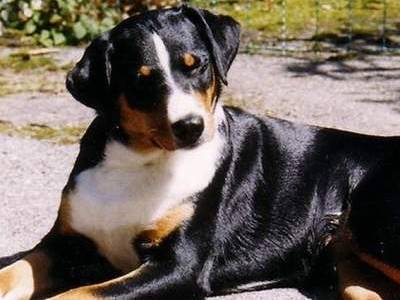 Appenzeller Sennenhond 