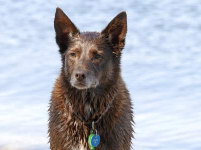 Australische Kelpie