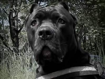 Bandog