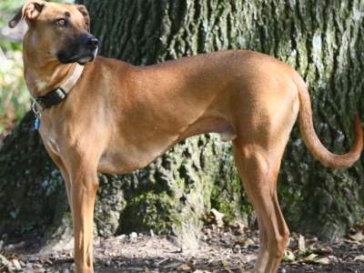 Black Mouth Cur 