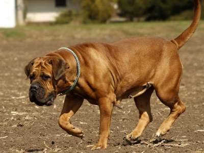 Boerboel