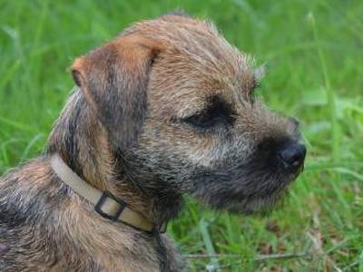 Border Terrier 