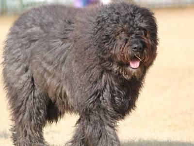 Bouvier des Flandres