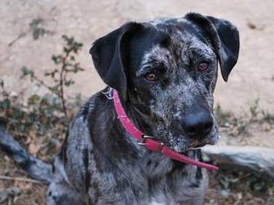 Catahoula Leopard