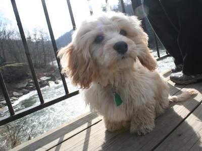 Cavachon