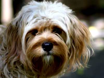 Cavapoo