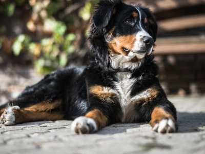 Entlebucher Sennenhond