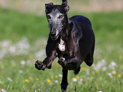 Galgo