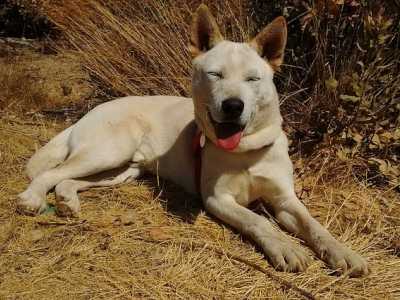 Korea Jindo Dog