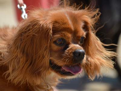 King Charles Spaniel