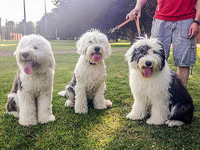 Old English Sheepdog