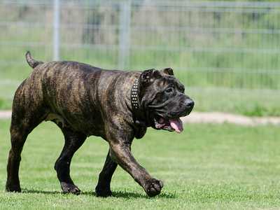 Perro de Presa Canario