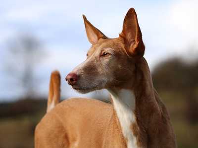 Podenco canario