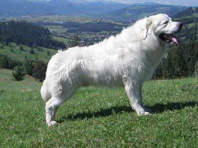Tatra hond