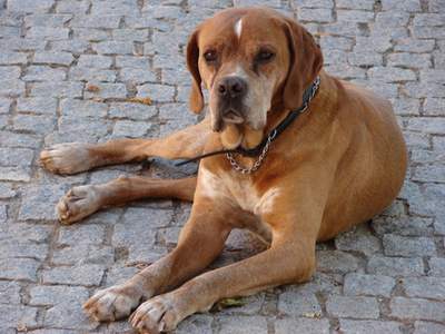 Portugese Pointer