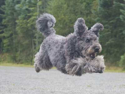 Pumi