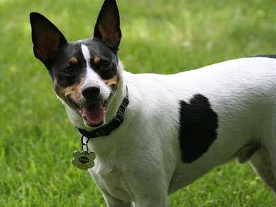 Rat terrier