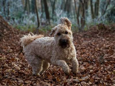 Irish Soft Coated Wheaten Terrier