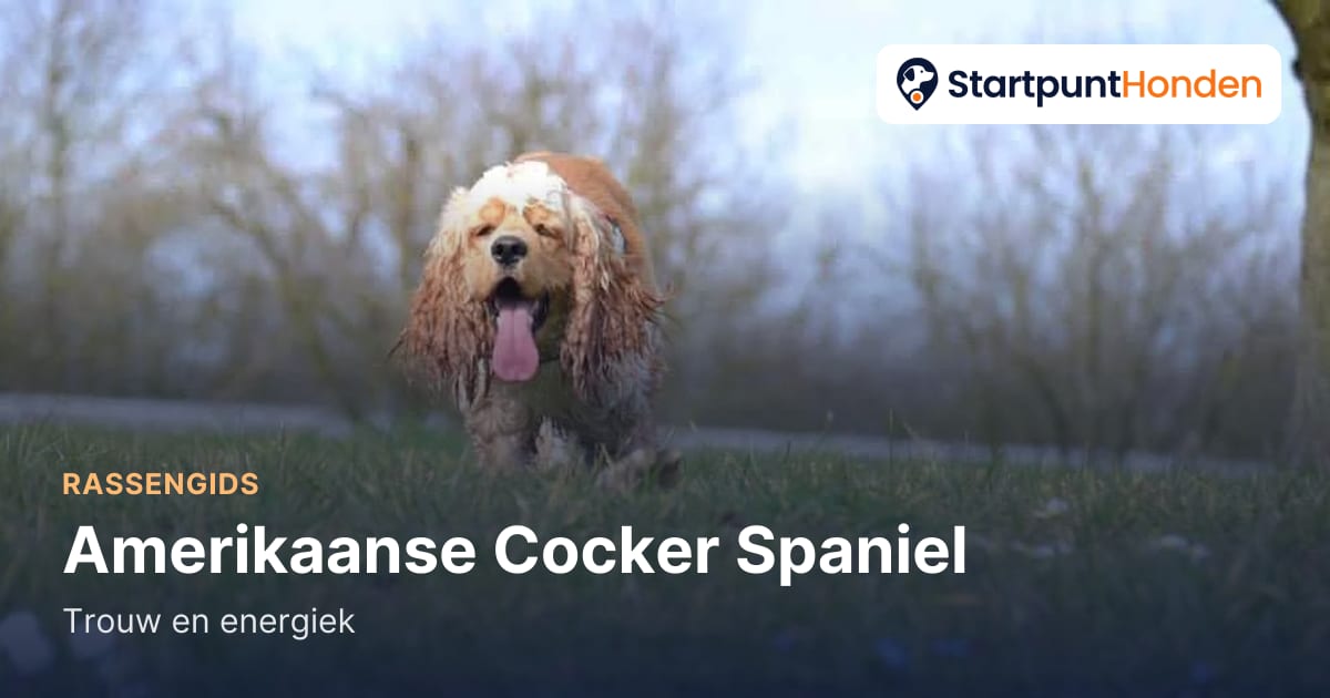Amerikaanse Cocker Spaniel: trouw en energiek