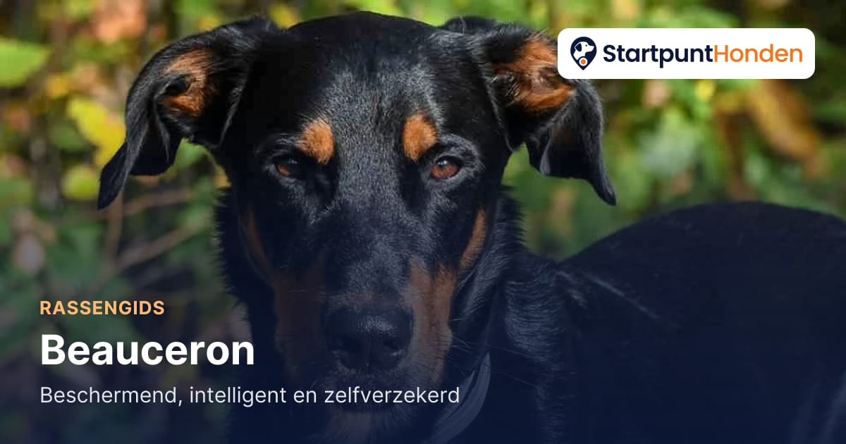 De Beauceron: beschermend, intelligent en zelfverzekerd