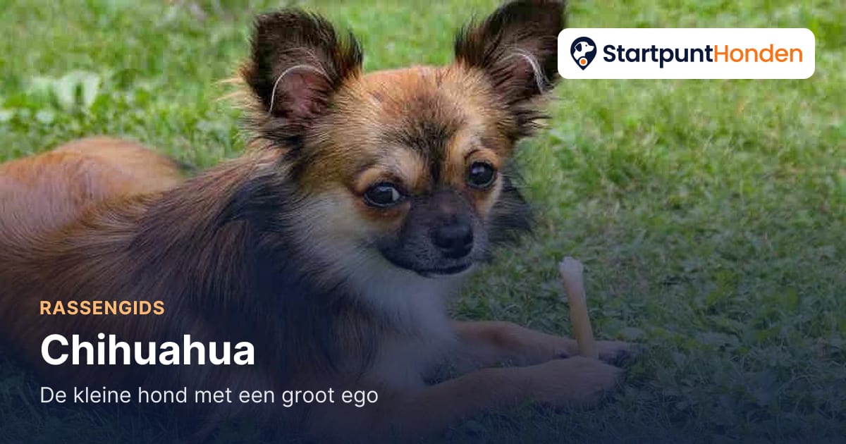 Forum Chihuahua: vragen en ervaringen | StartpuntHonden