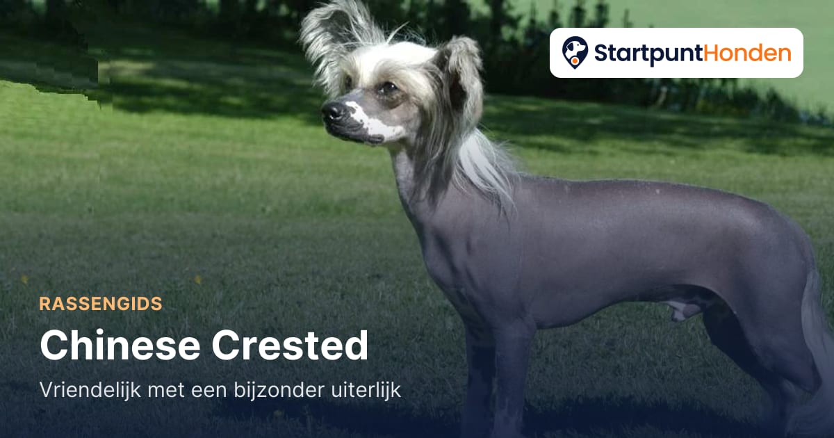 De Chinese Crested: vriendelijk met een bijzonder uiterlijk