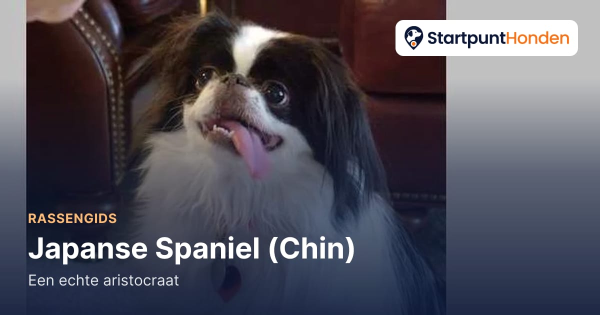 De Japanse Spaniel: een echte aristocraat