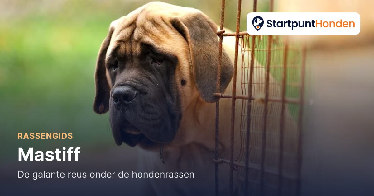 De Mastiff: de galante reus onder de hondenrassen