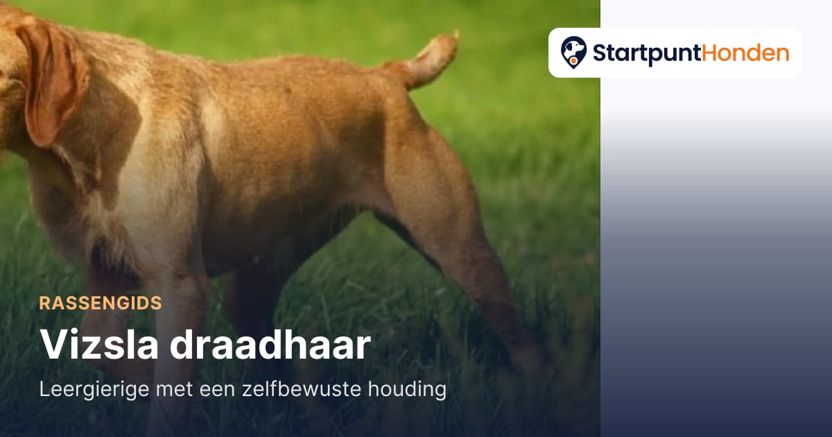 Vizsla draadhaar:leergierige met een zelfbewuste houding