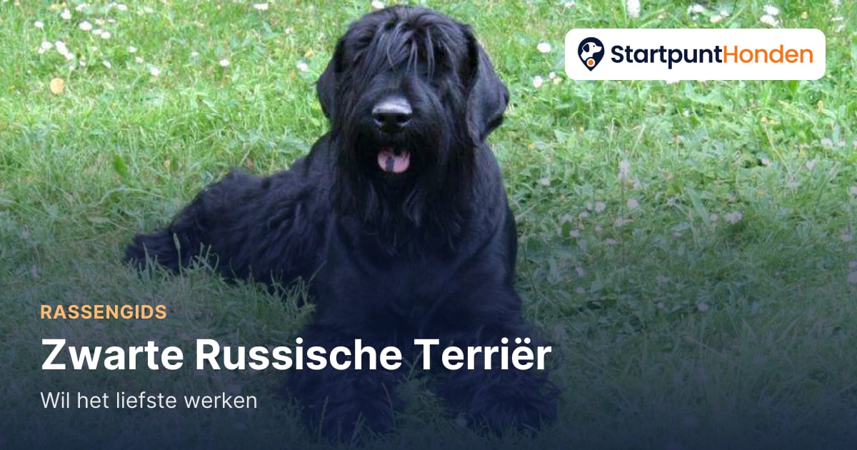 De Zwarte Russische Terriër: wil het liefste werken